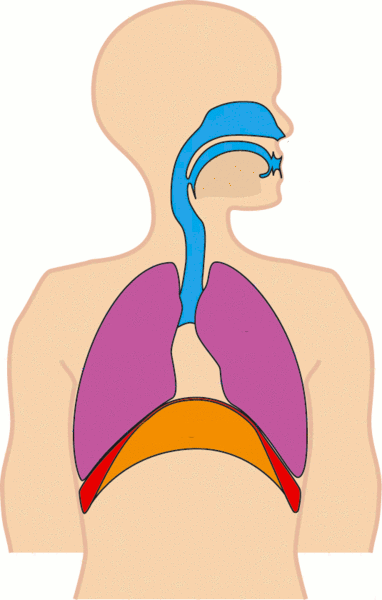 funcionamento diafragma respiração